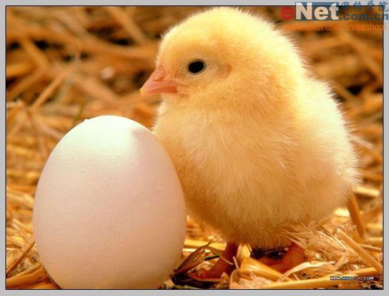 Photoshop合成“蛋壳里的小鸡”_软件云jb51.net转载