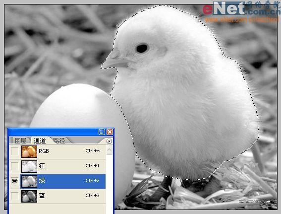 Photoshop合成“蛋壳里的小鸡”_软件云jb51.net转载(2)