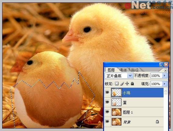 Photoshop合成“蛋壳里的小鸡”_软件云jb51.net转载(2)