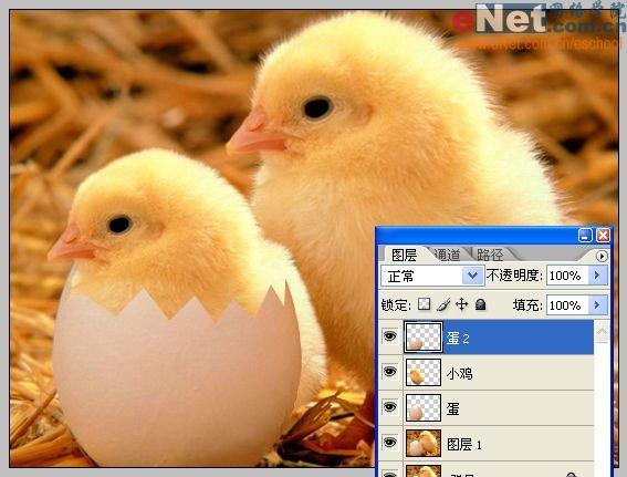 Photoshop合成“蛋壳里的小鸡”_软件云jb51.net转载(2)