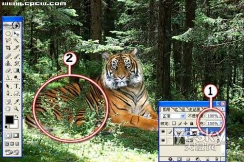 Photoshop图片合成实例：自然界中的老虎_软件云jb51.net整理转载