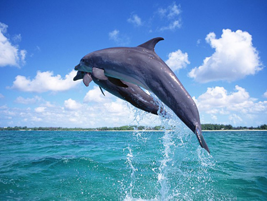 Photoshop照片合成教程:美女,海豚与海