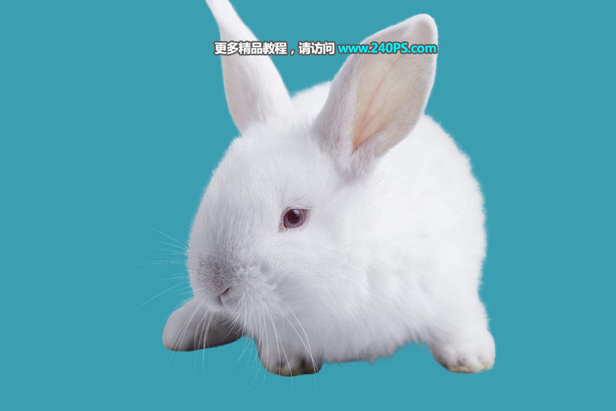 Photoshop cc2018中文版使用调整边缘完美抠出白色背景中的小白兔教程
