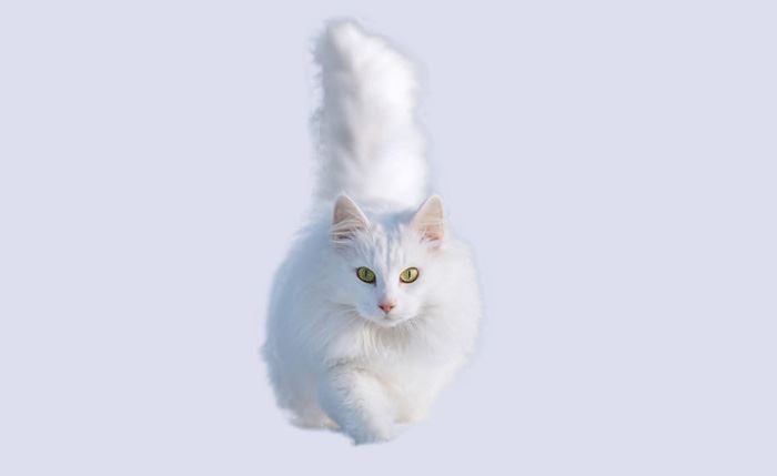 Photoshop精细抠图利用调整边缘快速抠出白色可爱猫咪图片教程