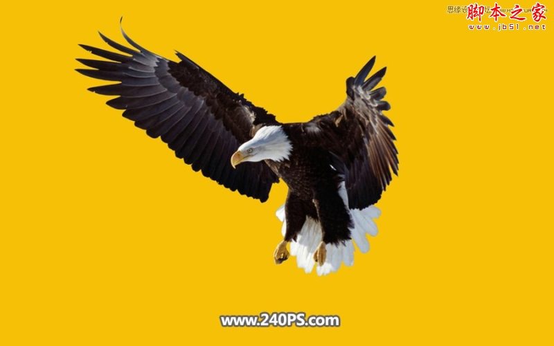 Photoshop利用通道抠图快速抠出在天空中飞翔的雄鹰教程