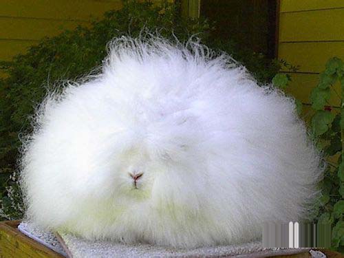Photoshop毛茸茸的动物怎么抠图 完美抠出安哥拉长毛肥兔图片教程