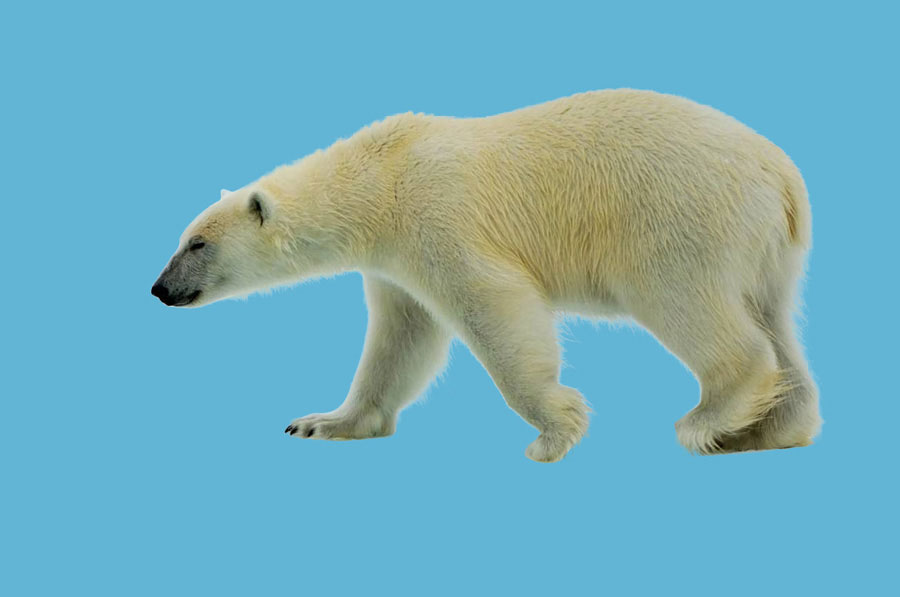 Photoshop巧用通道抠图快速抠出毛茸茸的北极熊教程