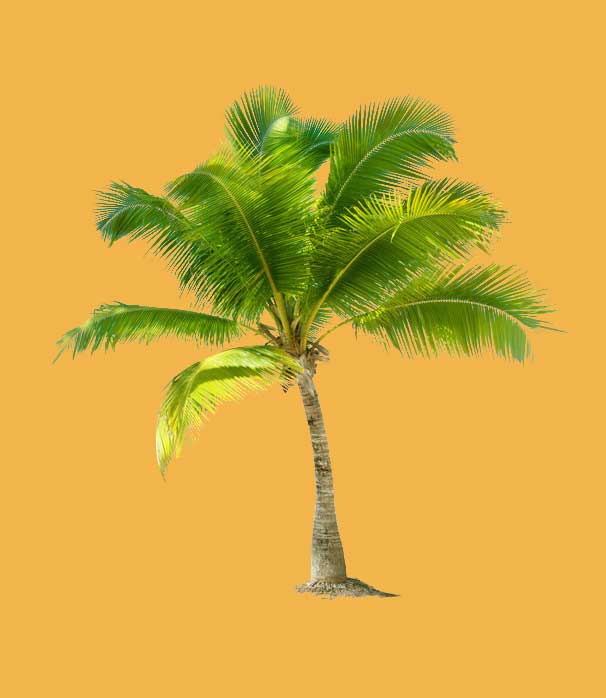 photoshop怎样用通道快速抠出海边枝叶繁茂的椰子树