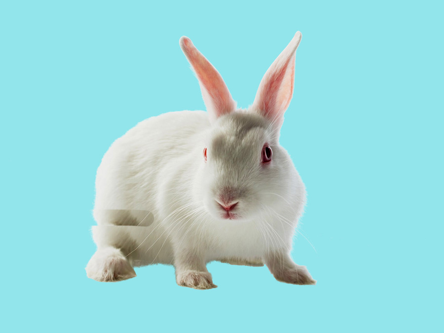 Photoshop怎么从白色背景中快速抠出小白兔?