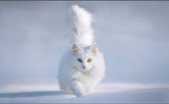 Photoshop利用快速蒙版及调整边缘快速抠出雪地中的白猫