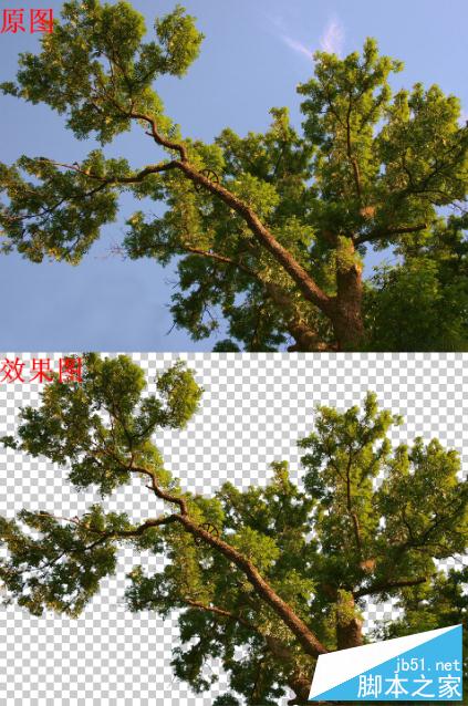 Photoshop利用通道简单快速地抠出—棵大树