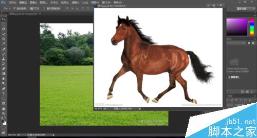 入门:Photoshop简单快速抠出一匹马