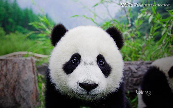 用PS合成做在森林中看书的熊猫人