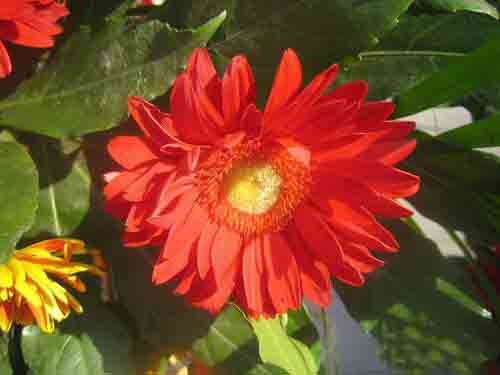 数码相机怎么拍出好看的红菊花?