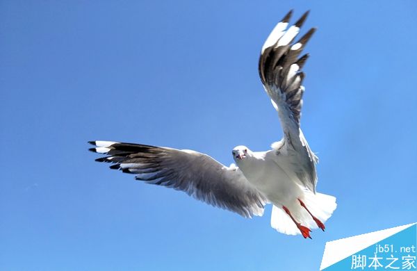 用手机拍飞在空中的海鸥？！能行吗？