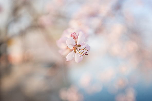 春季摄影七招巧拍树上花 软件云