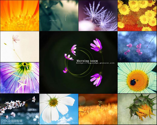 创意花卉摄影技巧    软件云