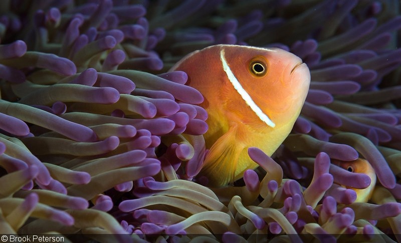 珊瑚礁鱼类摄影指南,新人必看