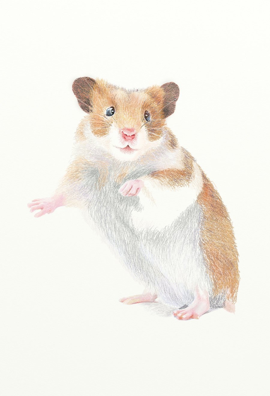 painter绘制一只可爱的老鼠 软件云 painter教程