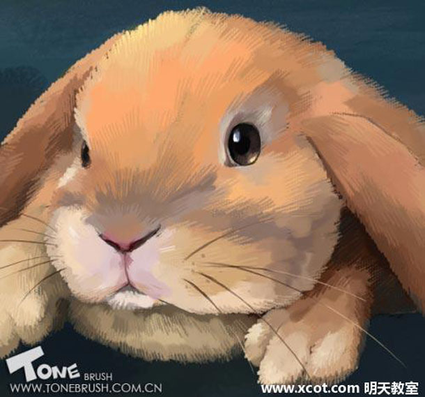 Painter绘制兔子插画 软件云 painter教程
