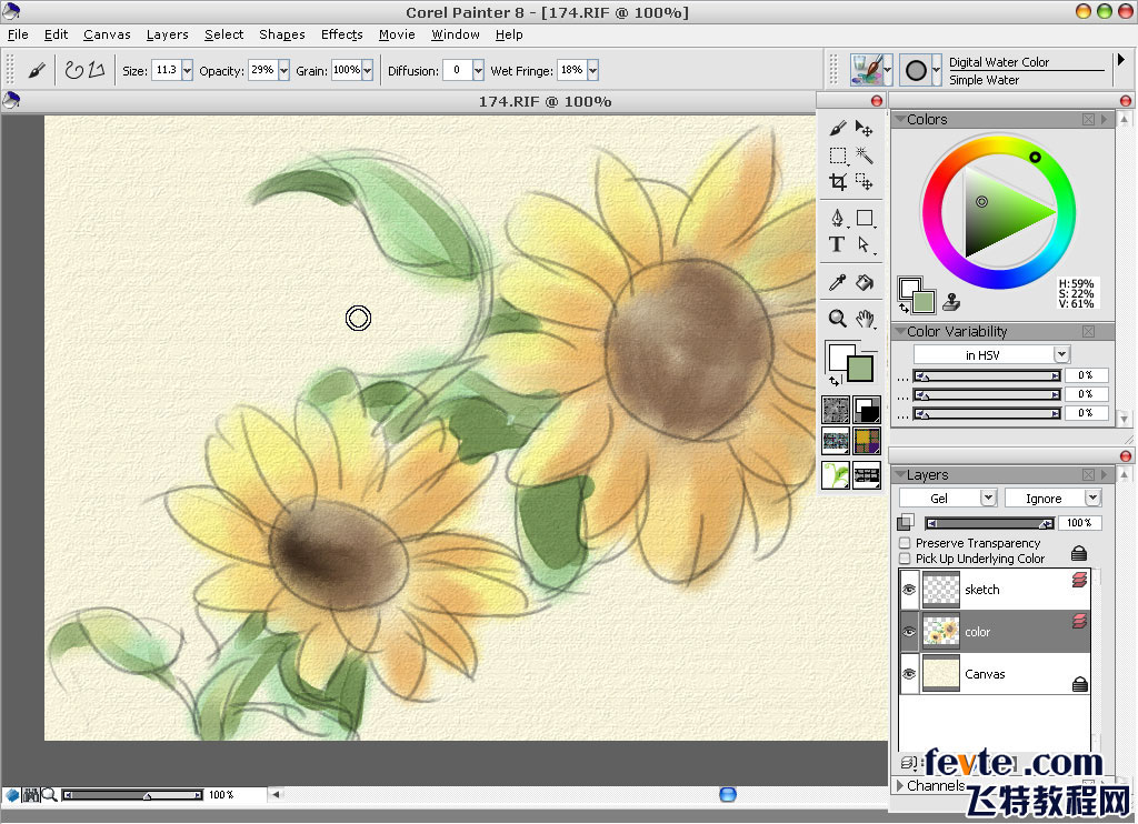 painter绘制水彩向日葵 软件云 painter教程