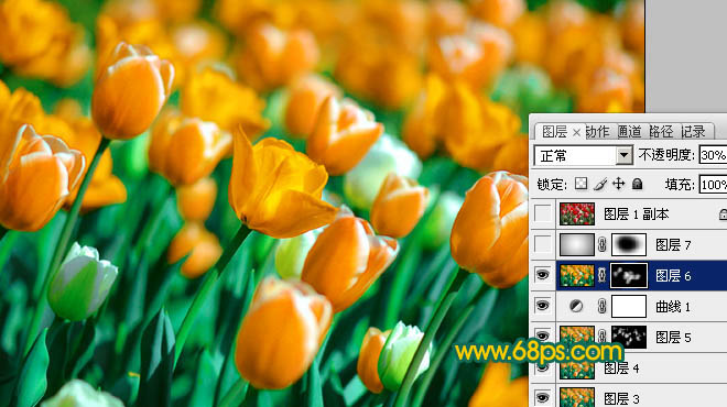 Photoshop调出橙黄郁金香照片色彩