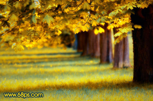 PS调出金黄色树林风景照片色彩