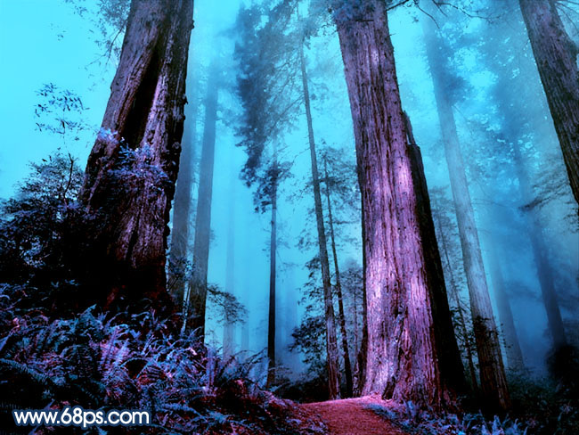 调出紫色迷雾树林照片色彩的PS教程
