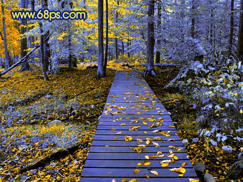 冷色唯美森林照片色彩处理的PS教程