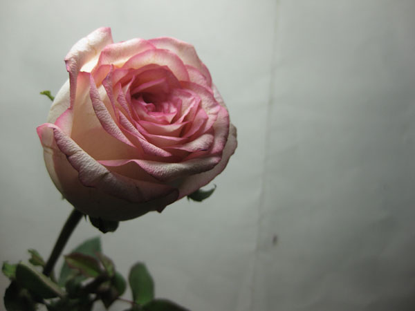 用PS调出清晰艳丽的紫红色玫瑰花