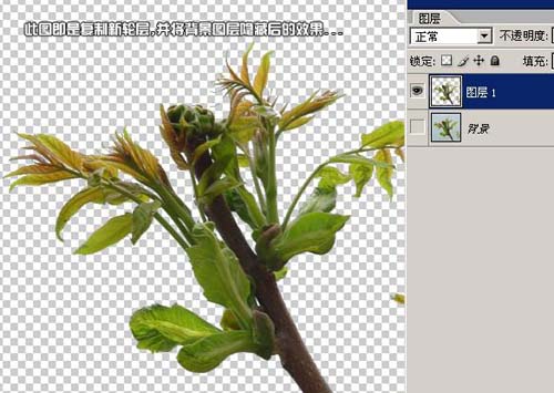 学习给植物照片抠图的PS教程
