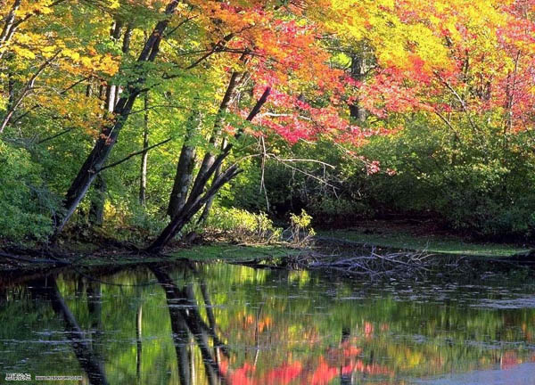 PS调制深秋洋红色彩的森林图片