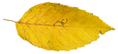 制作秋季树叶文字图片效果的PS教程