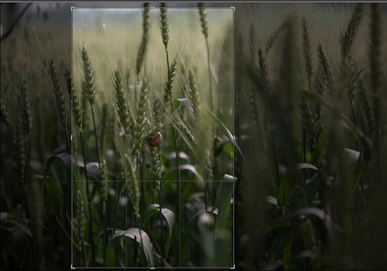 制作绿色小麦主题手机壁纸图片的PS教程