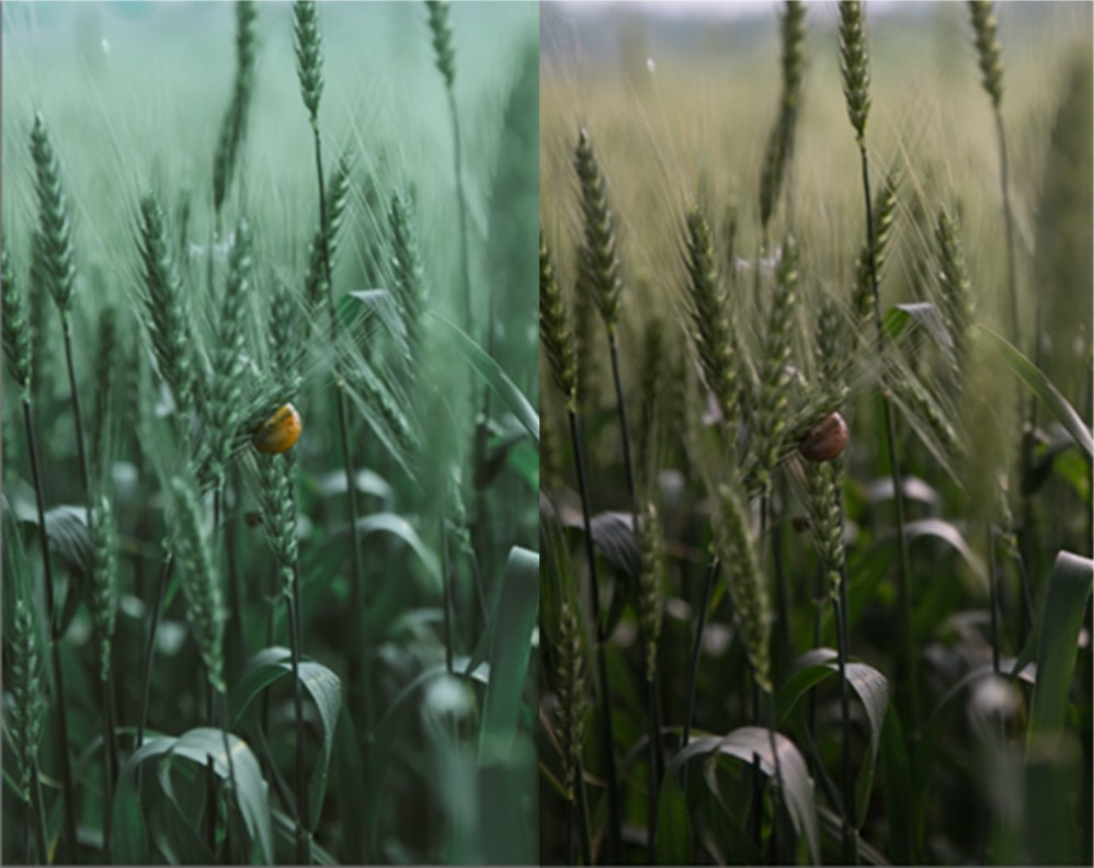 制作绿色小麦主题手机壁纸图片的PS教程