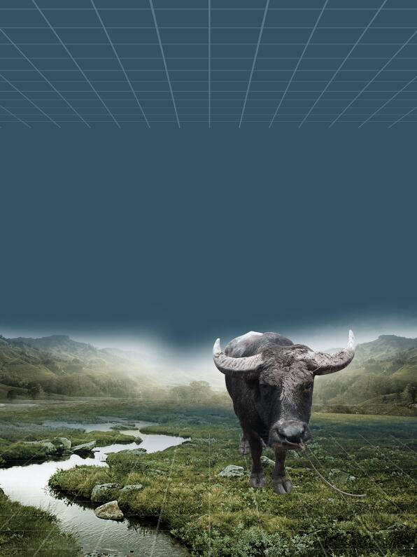 用PS制作暴风雨下的孤独水牛海报图片