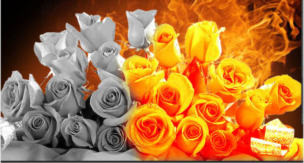 用PS制作火焰燃烧的玫瑰花图片效果