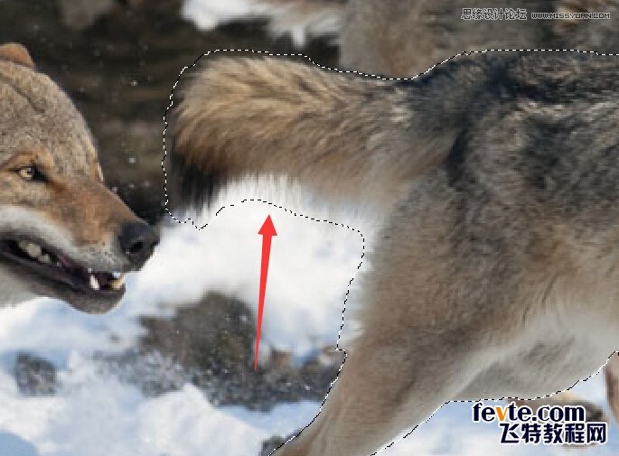 Photoshop合成从冰雪中跃出的恶狼图片