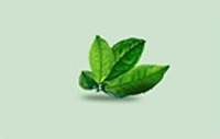 合成绿色生态茶叶广告图片的PS教程