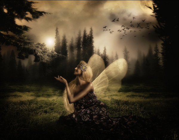 PS合成夜色森林中的漂亮蝴蝶仙子图片