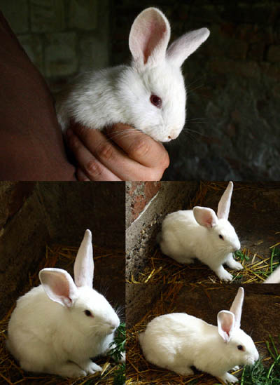 用PS合成童话世界中的兔子美女照片
