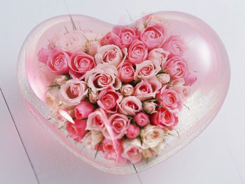 PS合成心形透明水晶盒中的粉色玫瑰花