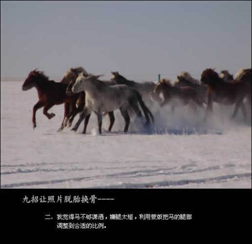 PS合成唯美雪原中奔跑的骏马图片
