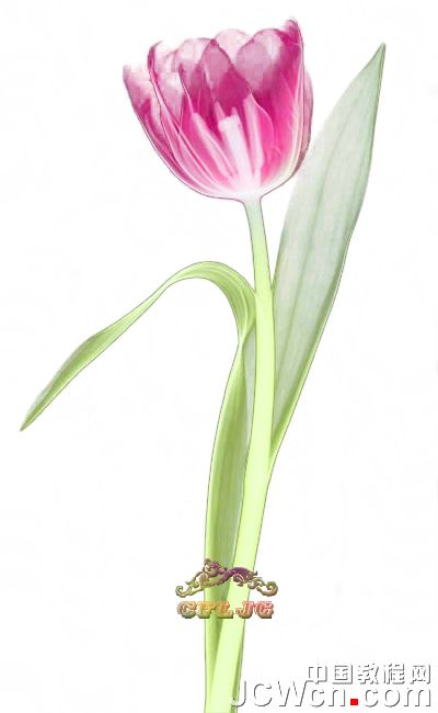橡皮擦工具给花朵抠图处理的Photoshop技巧