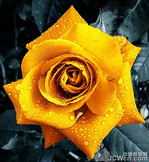 调出含苞欲放金色玫瑰花的Photoshop技巧