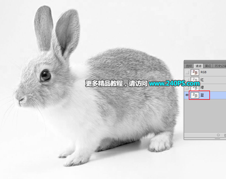 用PS钢笔和通道对兔子照片抠图的教程