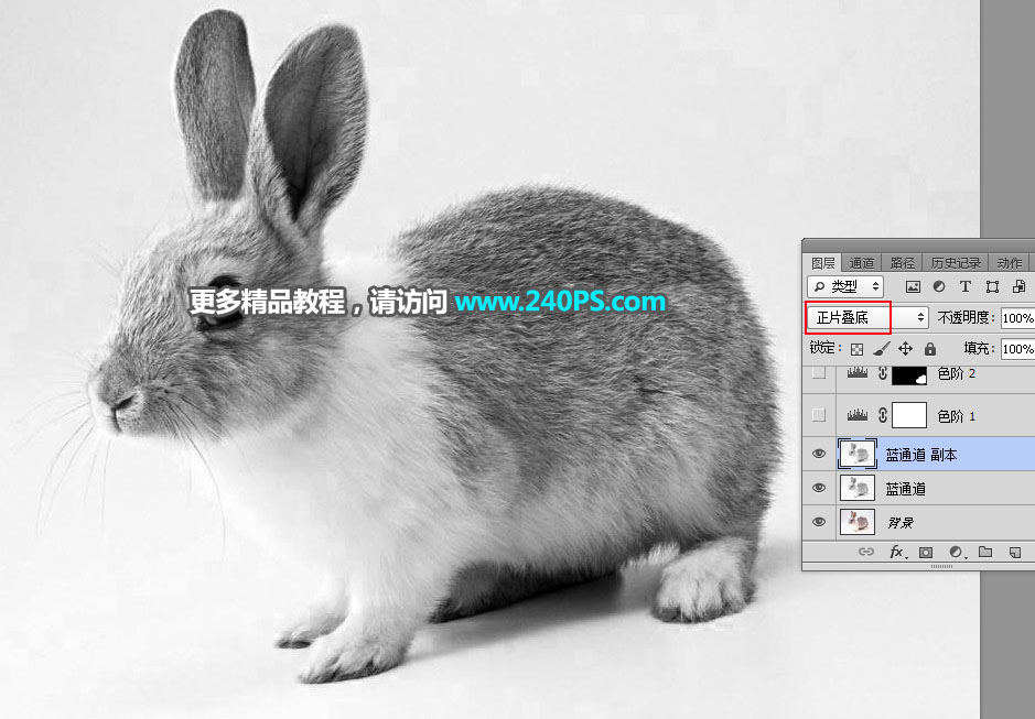 用PS钢笔和通道对兔子照片抠图的教程