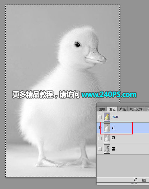 PS抠取毛茸茸小鸭子图片的通道抠图技巧