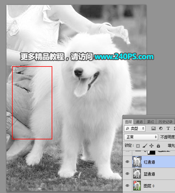 对毛茸茸白色小狗照片抠图的PS教程