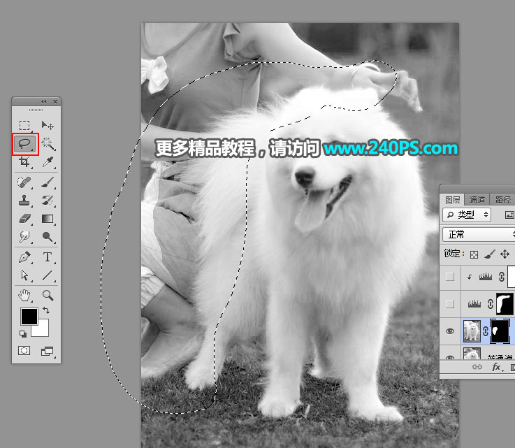 对毛茸茸白色小狗照片抠图的PS教程